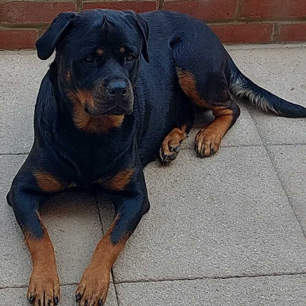 Rottweiler Puppy For Sale in Ashford, Kent, England