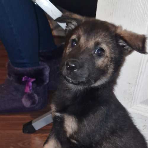 German Shepherd Dogs & Puppies For Sale in the UK | Petify