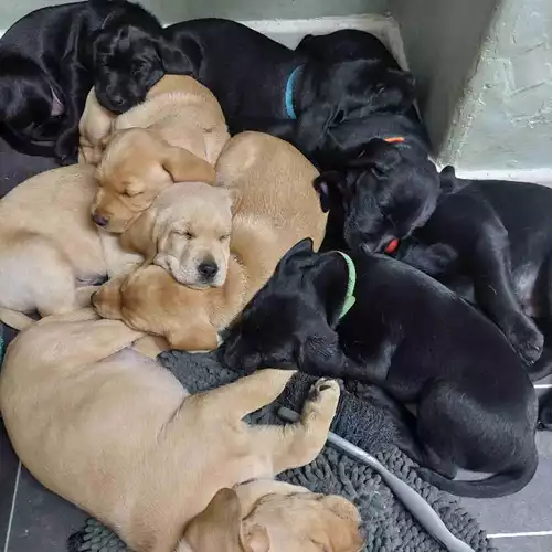 Labrador Retriever Dog For Sale in Henley-on-Thames, Oxfordshire