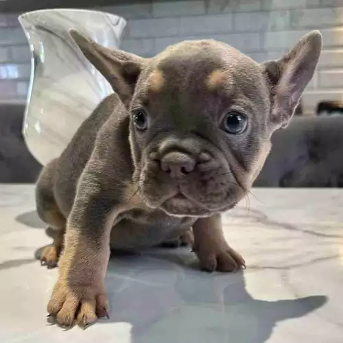 French Bulldog Dog For Sale in Doncaster, South Yorkshire