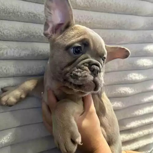 French Bulldog Dog For Sale in Doncaster, South Yorkshire