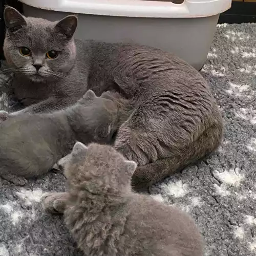 British Shorthair Cat For Sale in Burntwood, Staffordshire
