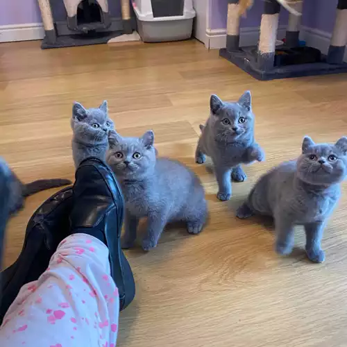 British Shorthair Cat For Sale in Burntwood, Staffordshire