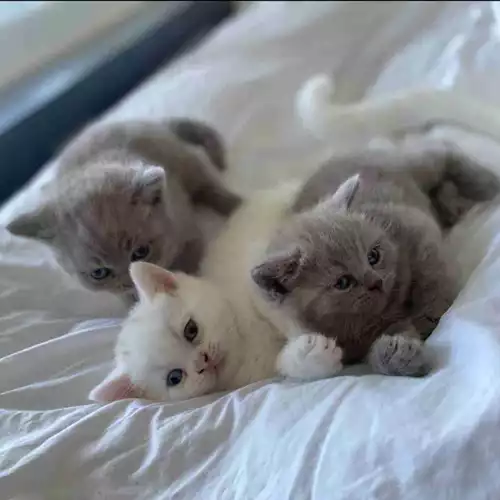 British Shorthair Cat For Sale in London, Greater London