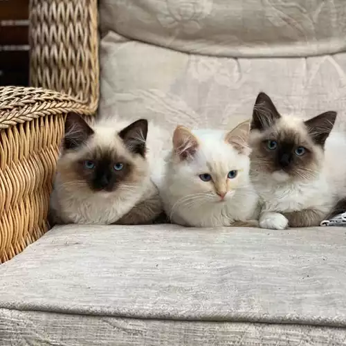 Ragdoll Cat For Sale in Bromham, Bedfordshire