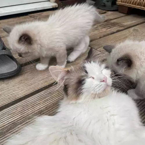 Ragdoll Cat For Sale in Bromham, Bedfordshire
