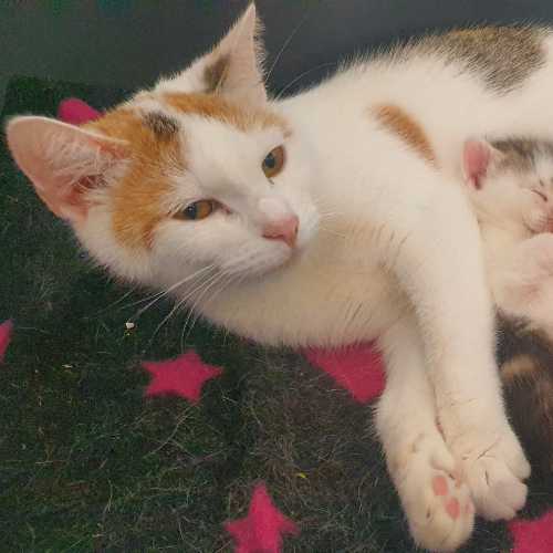 Mixed Breed Cat For Sale in Coventry, West Midlands
