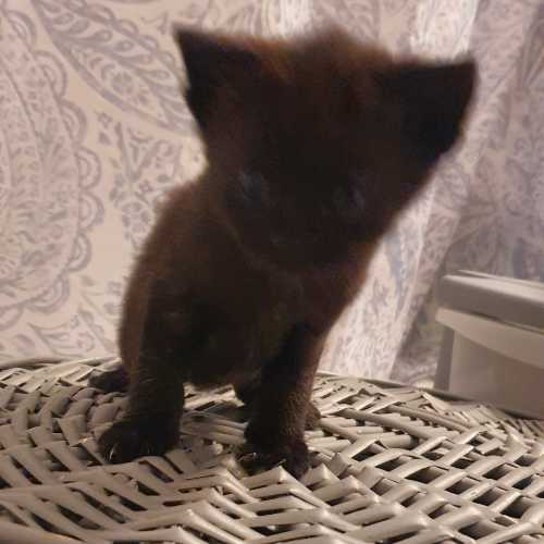 Mixed Breed Cat For Sale in Coventry, West Midlands
