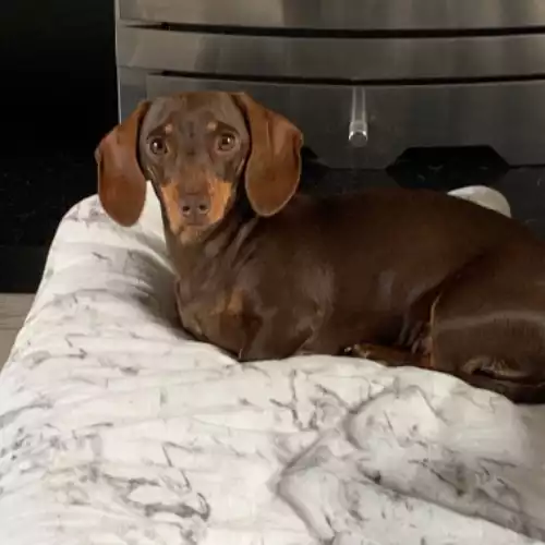 Miniature Dachshund Dog For Sale in Stoke-on-Trent, Staffordshire