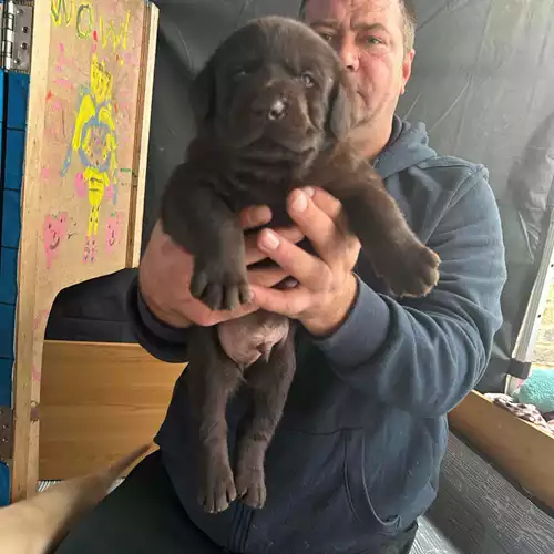 Labrador Retriever Dog For Sale in Harrow on the Hill, Greater London