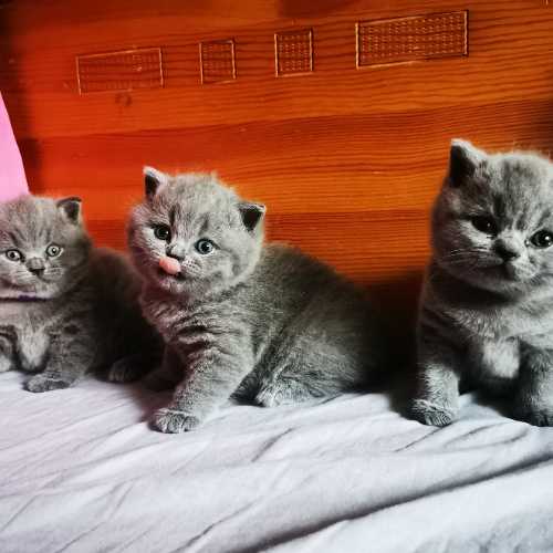 British Shorthair Cat For Sale in Ross-on-Wye, Herefordshire, England