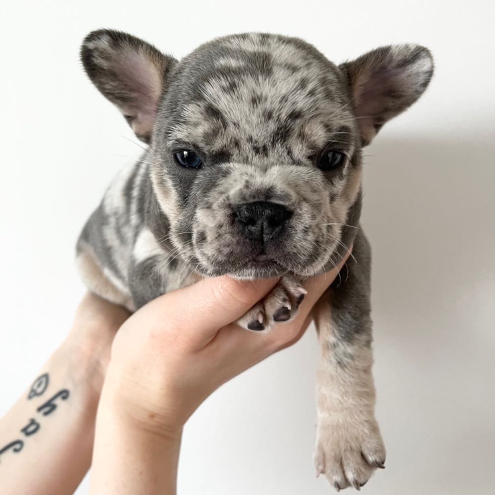 Long Haired French Bulldog  Long haired Frenchie puppies for sale