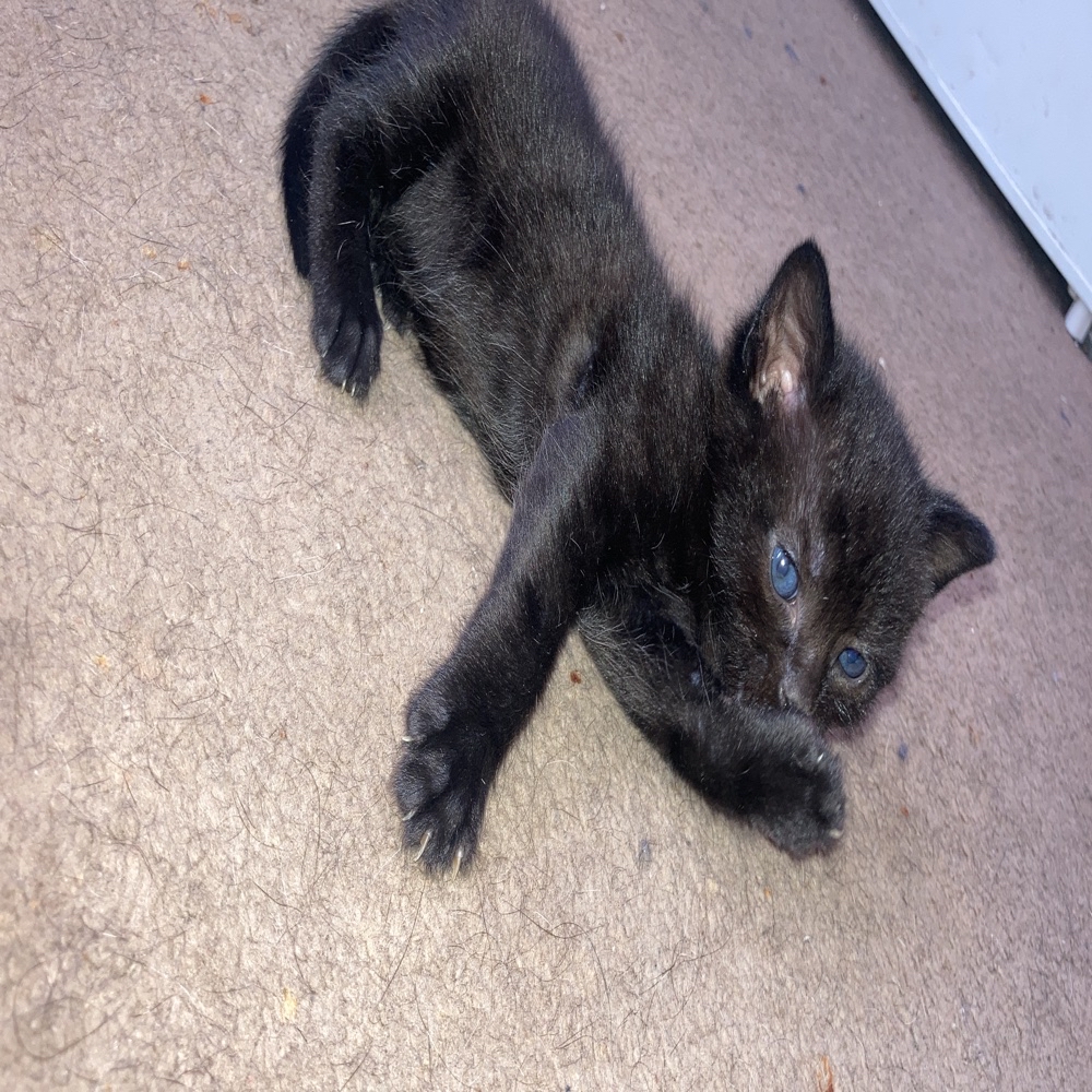 Mixed Breed Cat For Sale in Hackney Central, Greater London