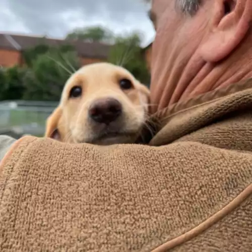 Labrador Retriever Dog For Sale in Daventry, Northamptonshire, England