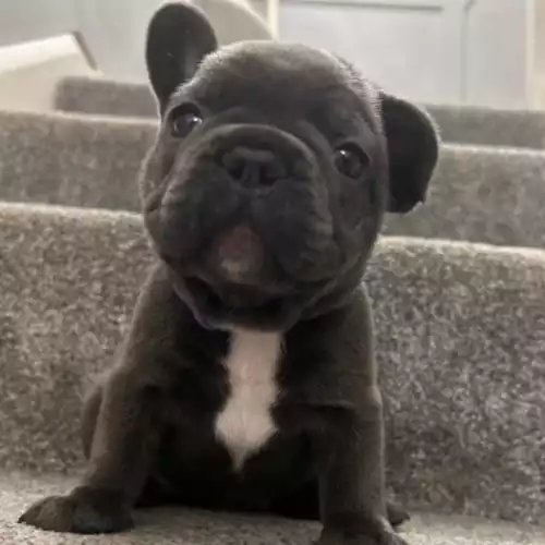 French Bulldog Puppies for Sale  Adorable Healthy and Playful