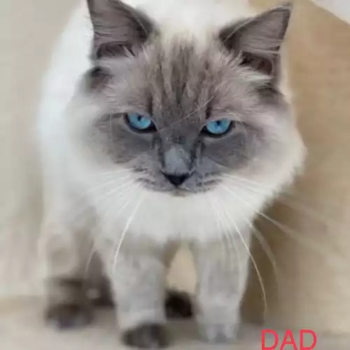 Ragdoll Cat For Sale in Maidstone, Kent