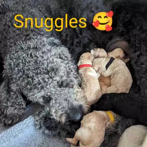 Labradoodle Dog For Sale in Southend-on-Sea, Essex