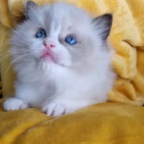 Ragdoll Cat For Sale in Slough, Berkshire, England