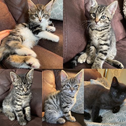 Mixed Breed Cat For Sale in Derby, Derbyshire, England