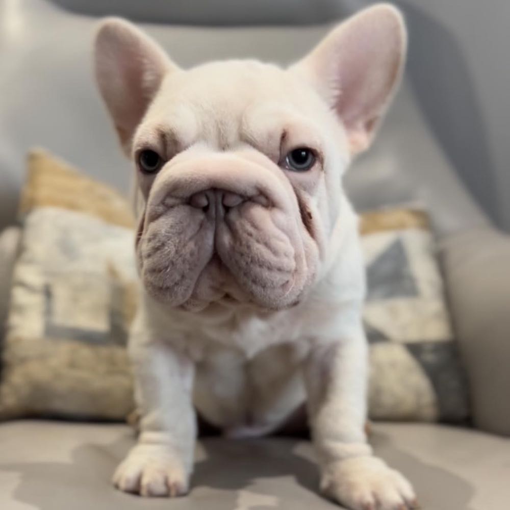 French Bulldogs  Puppies for Sale in Singapore Sunny Bay Pets