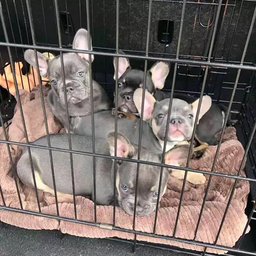 French Bulldog Dog For Sale in Southport, Merseyside