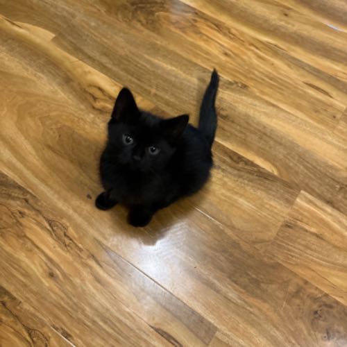 Domestic Shorthair Cat For Sale in Coventry, West Midlands, England