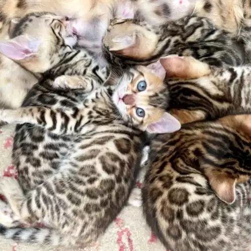 Bengal Cat For Sale in Colchester, Essex
