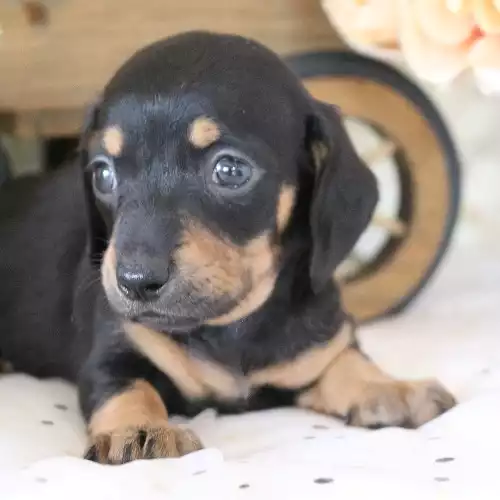 Miniature Dachshund Dog For Sale in Terrington St Clement, Norfolk, England