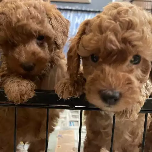 how much does a toy poodle cost uk