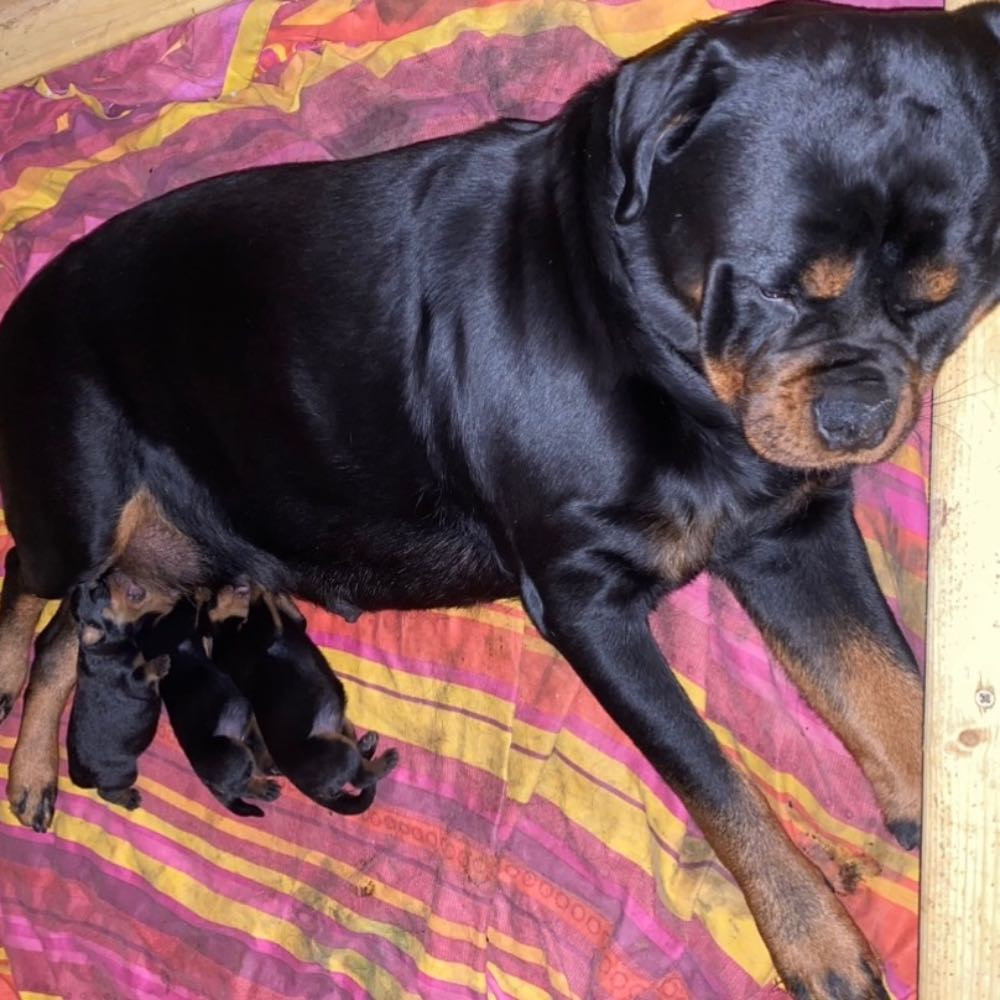 how long is the pregnancy of a rottweiler