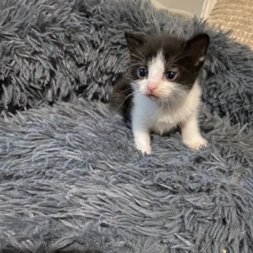 Mixed Breed Cat For Sale in Oldbury, West Midlands