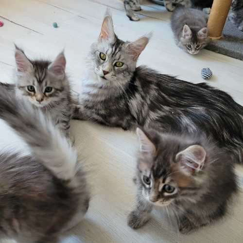 Maine Coon Cats & Kittens For Sale in the UK | Petify